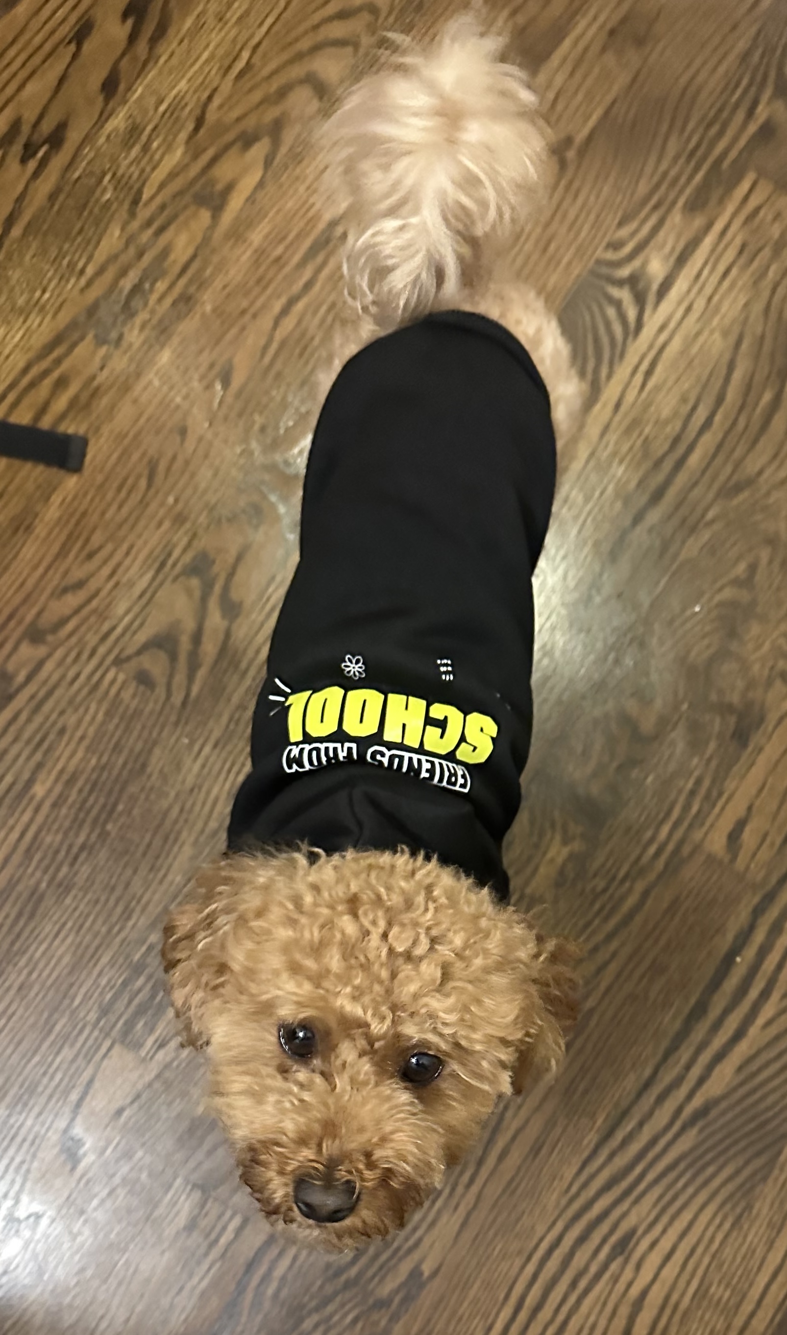 Friends From School dog hoodie